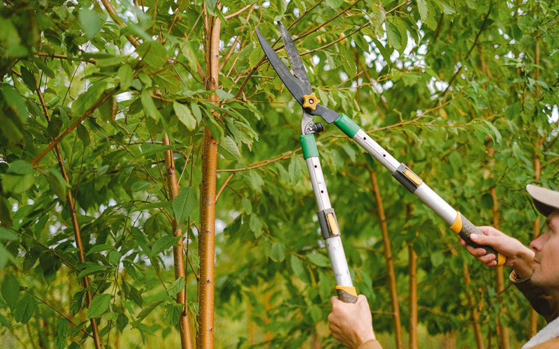 Tree trimming in Wadena, MN